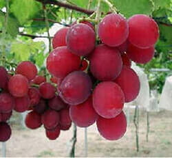 Японский виноград "Римский рубин"